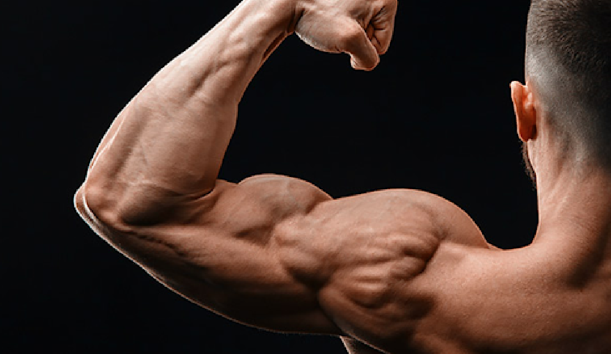 https://www.fitsw.com/blog/wp-content/uploads/2021/10/Strong-Arm-From-Bicep-Curls-and-Tricep-Extensions.png
